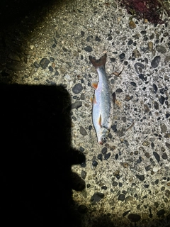 ウグイの釣果