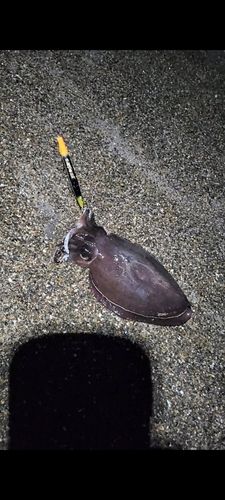 コウイカの釣果