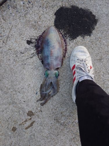 イカの釣果