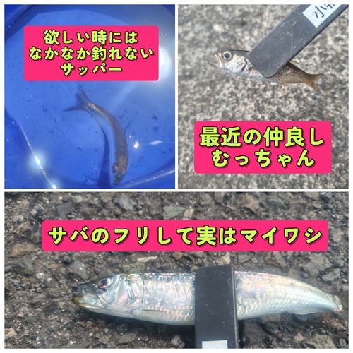 マイワシの釣果