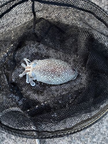 シリヤケイカの釣果