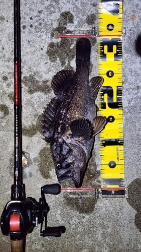 クロソイの釣果