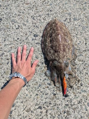 モンゴウイカの釣果