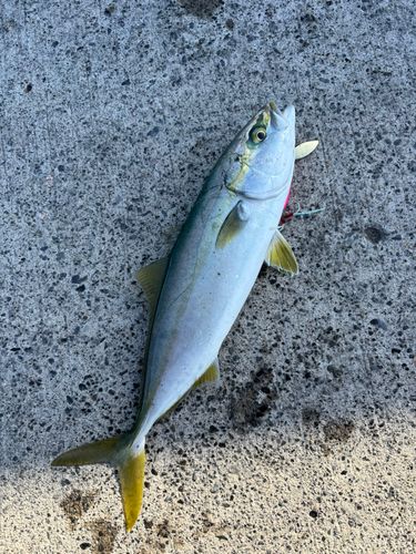 イナダの釣果