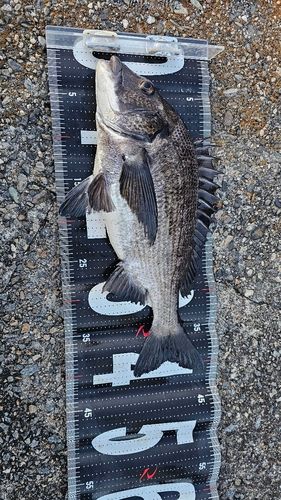 チヌの釣果