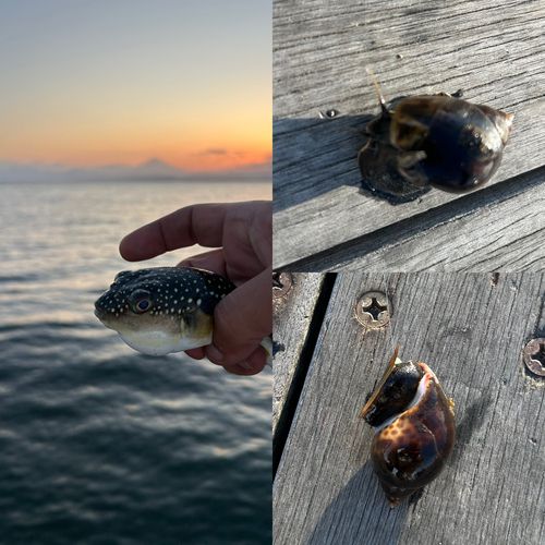 クサフグの釣果