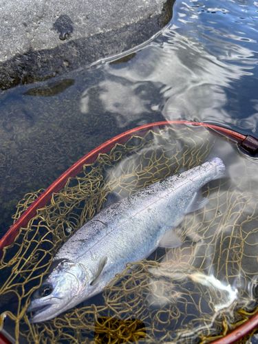 ヤマメの釣果