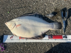 クロガシラガレイの釣果