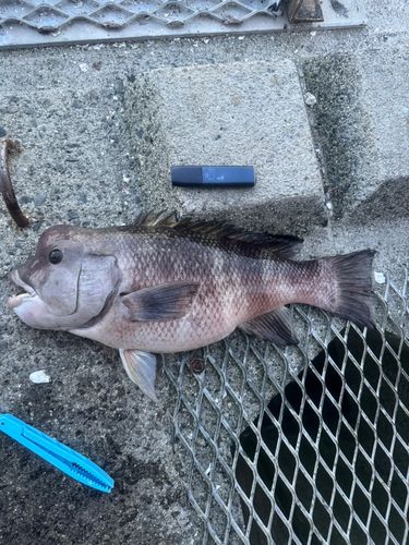 コブダイの釣果