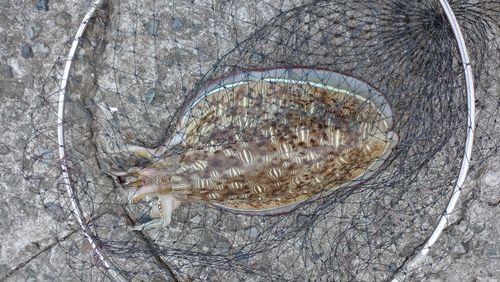 モンゴウイカの釣果