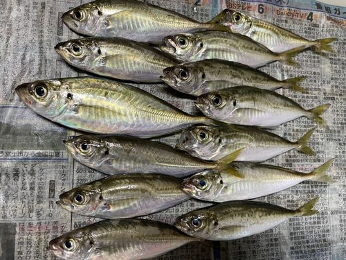 アジの釣果
