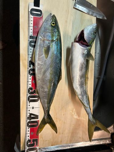 イナダの釣果