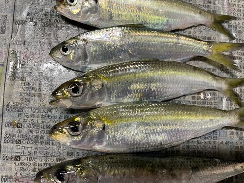サッパの釣果
