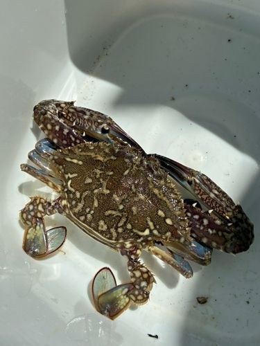 タイワンガザミの釣果