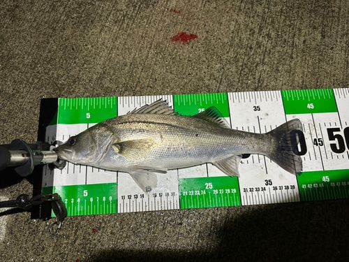 シーバスの釣果