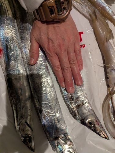 キスの釣果