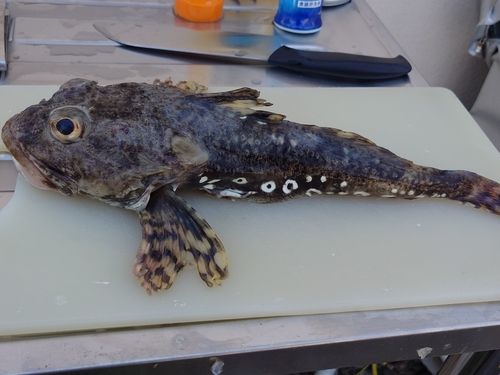 ギスカジカの釣果