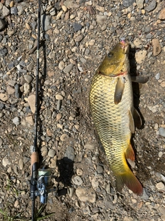 コイの釣果
