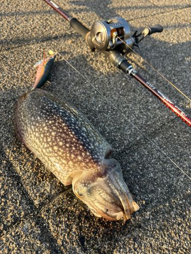 イカの釣果