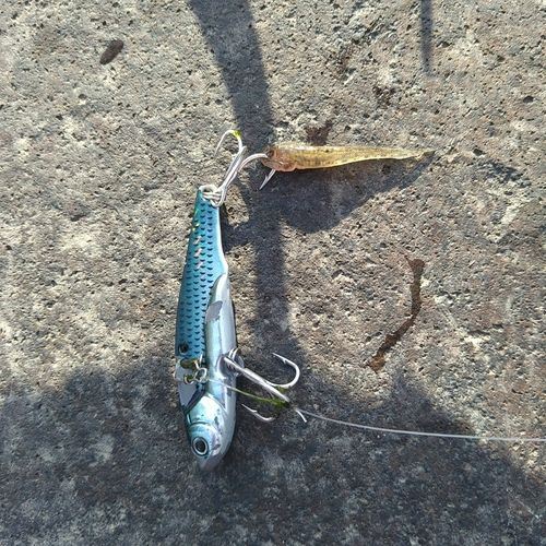 ハゼの釣果