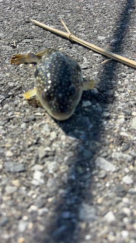 クサフグの釣果