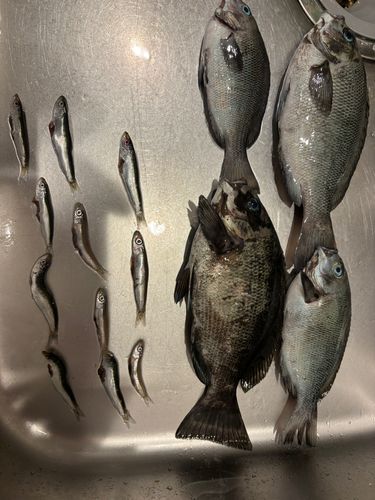 グレの釣果