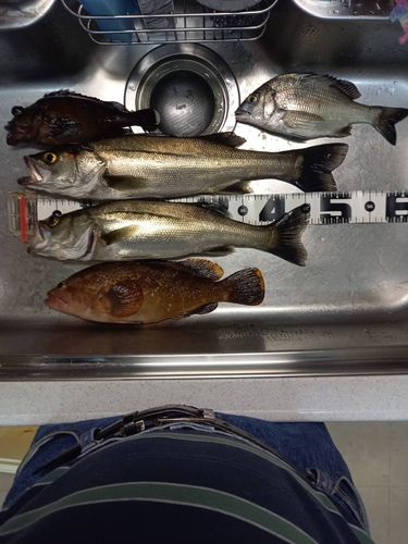 シーバスの釣果