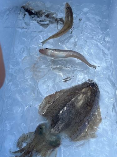 モンゴウイカの釣果