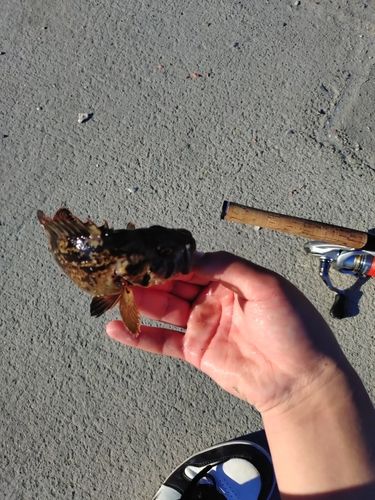 ベッコウゾイの釣果