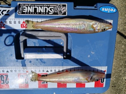 キスの釣果