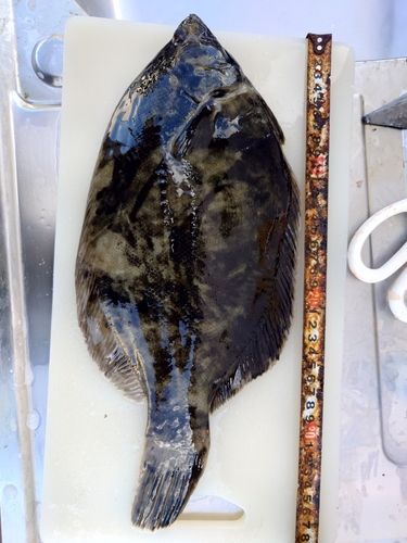 クロガシラガレイの釣果