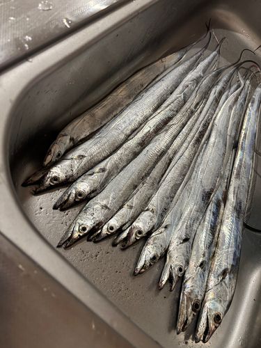 タチウオの釣果