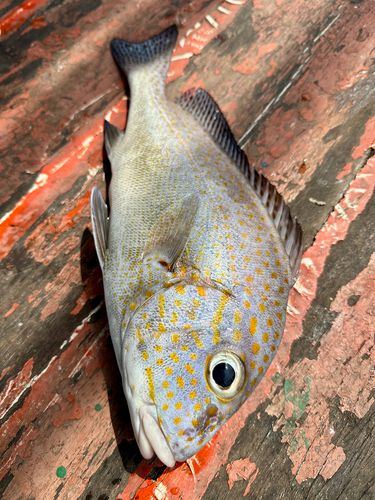 コロダイの釣果