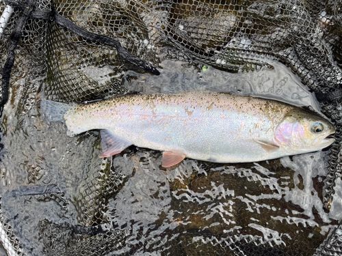 ニジマスの釣果