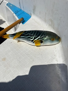 シマフグの釣果