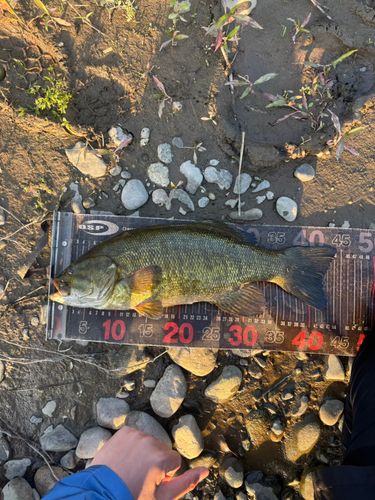 スモールマウスバスの釣果