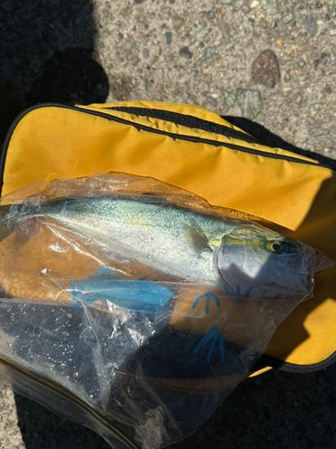 ワカシの釣果
