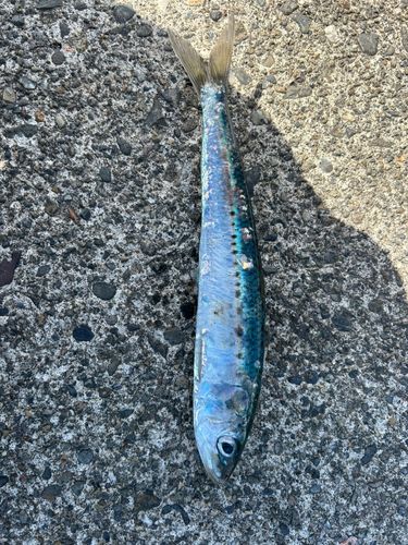 マイワシの釣果