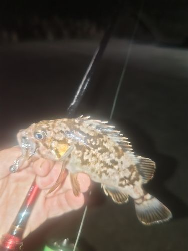 クロソイの釣果