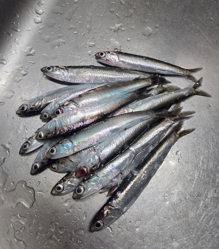 カタクチイワシの釣果
