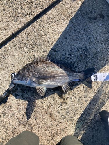 チヌの釣果
