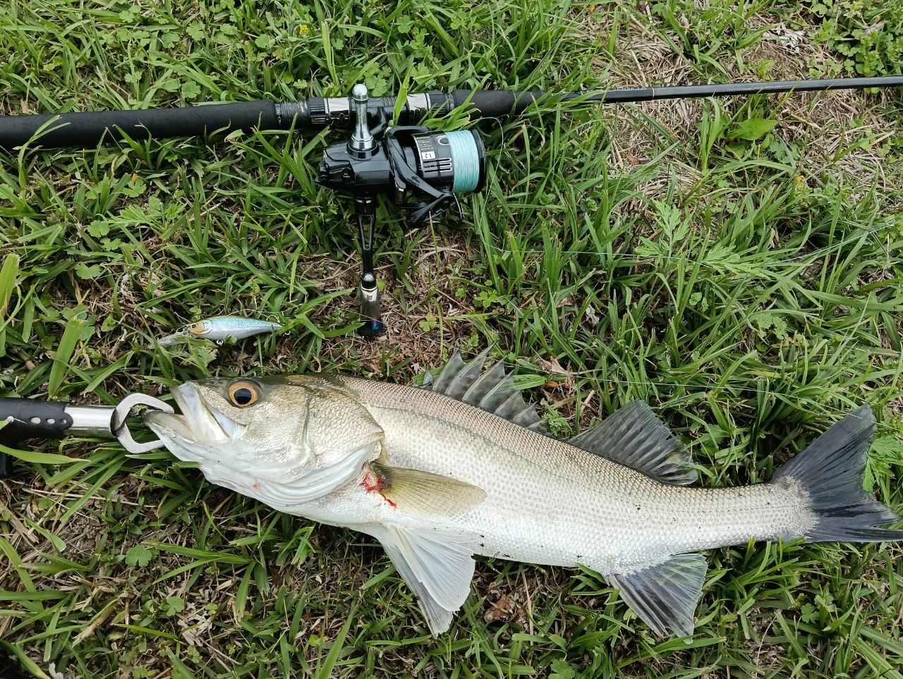 SHIMANO 19ヴァンキッシュ 3000MHGの最安値・インプレ・釣果 | 本音の