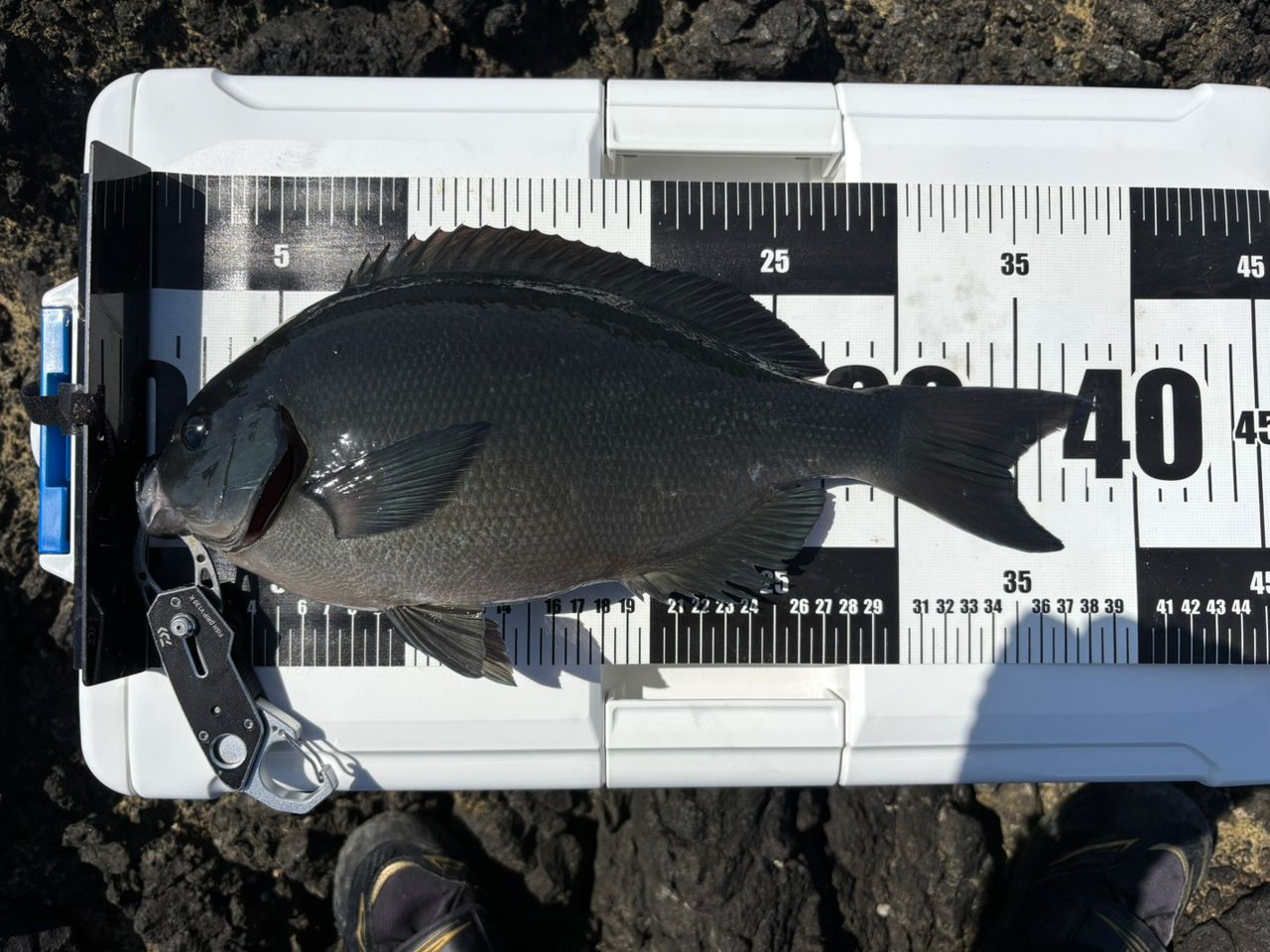 DAIWA 20トーナメント ISO AGS 1.5-53・Rの最安値・インプレ・釣果