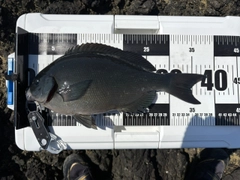 メジナの釣果