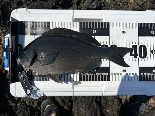メジナの釣果