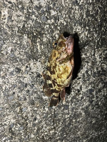 タケノコメバルの釣果
