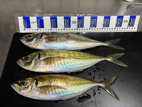 アジの釣果