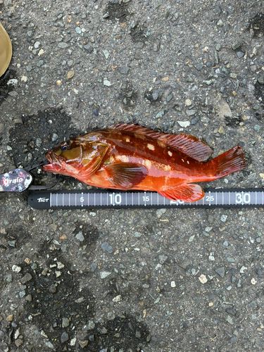アカハタの釣果