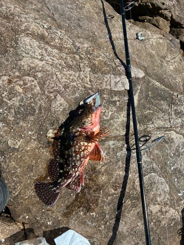 アラカブの釣果