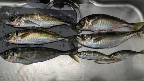 アジの釣果